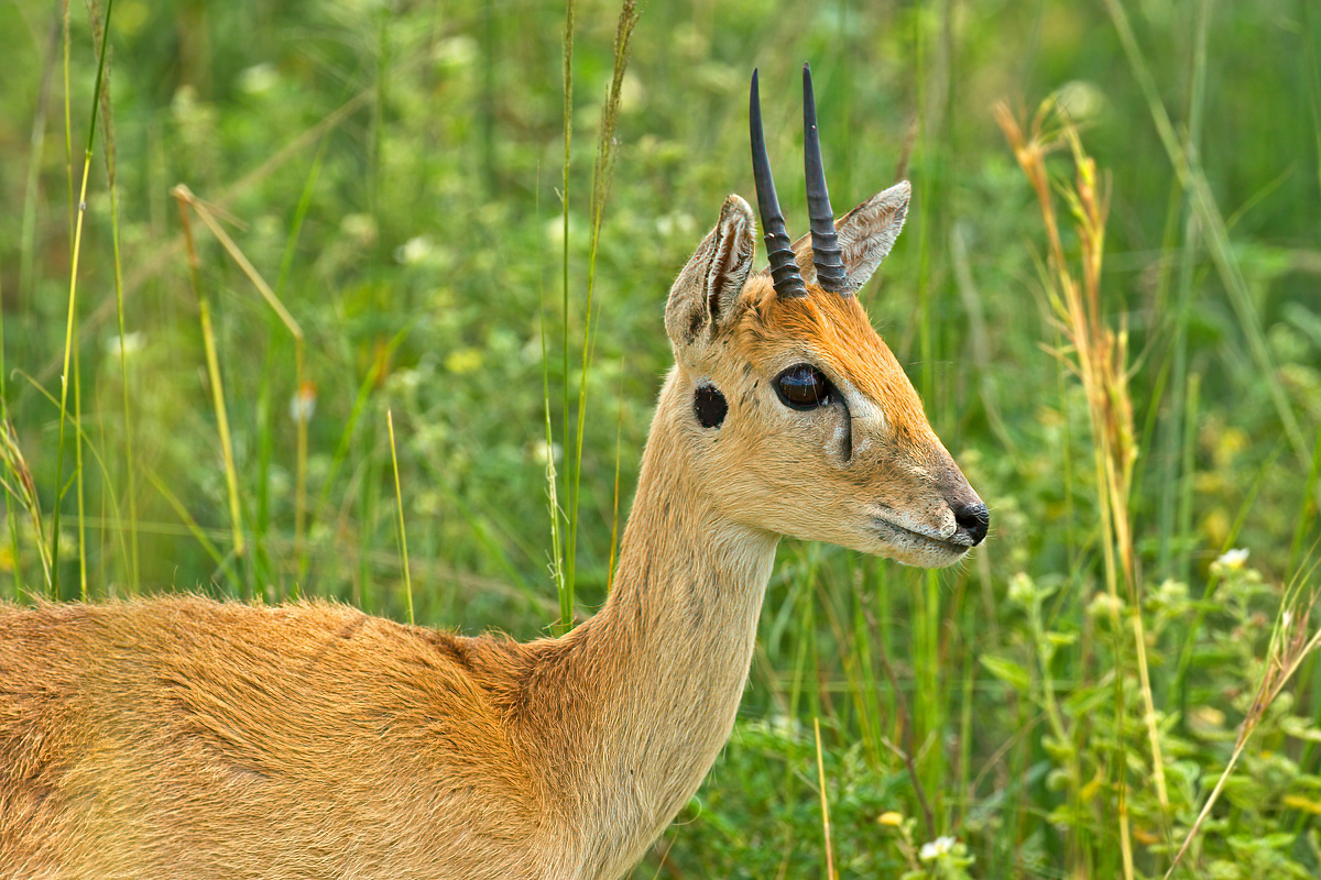 Oribi's hebben duidelijk zichtbare geurklieren op het hoofd - Murchison Falls NP