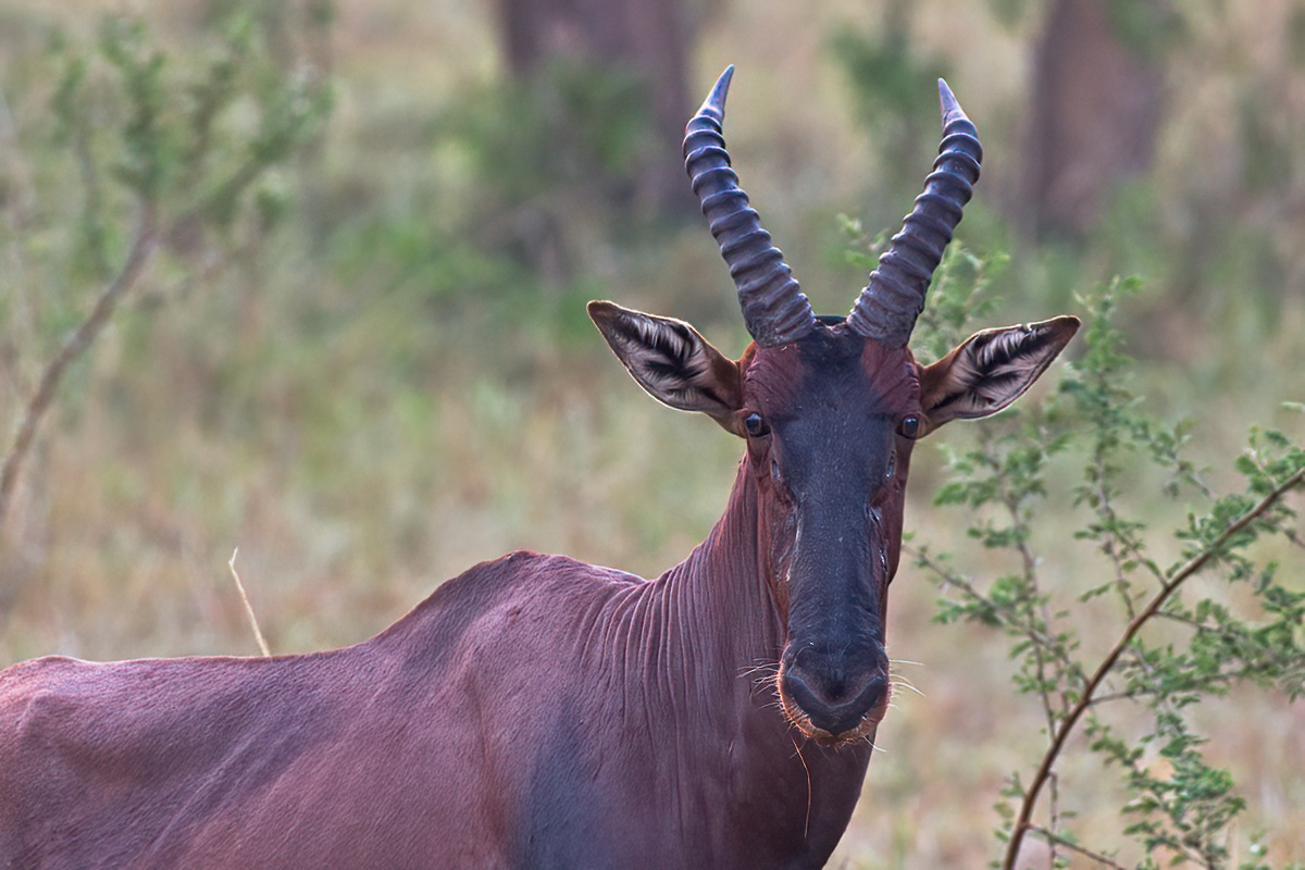 Topi - Lake Mburo NP