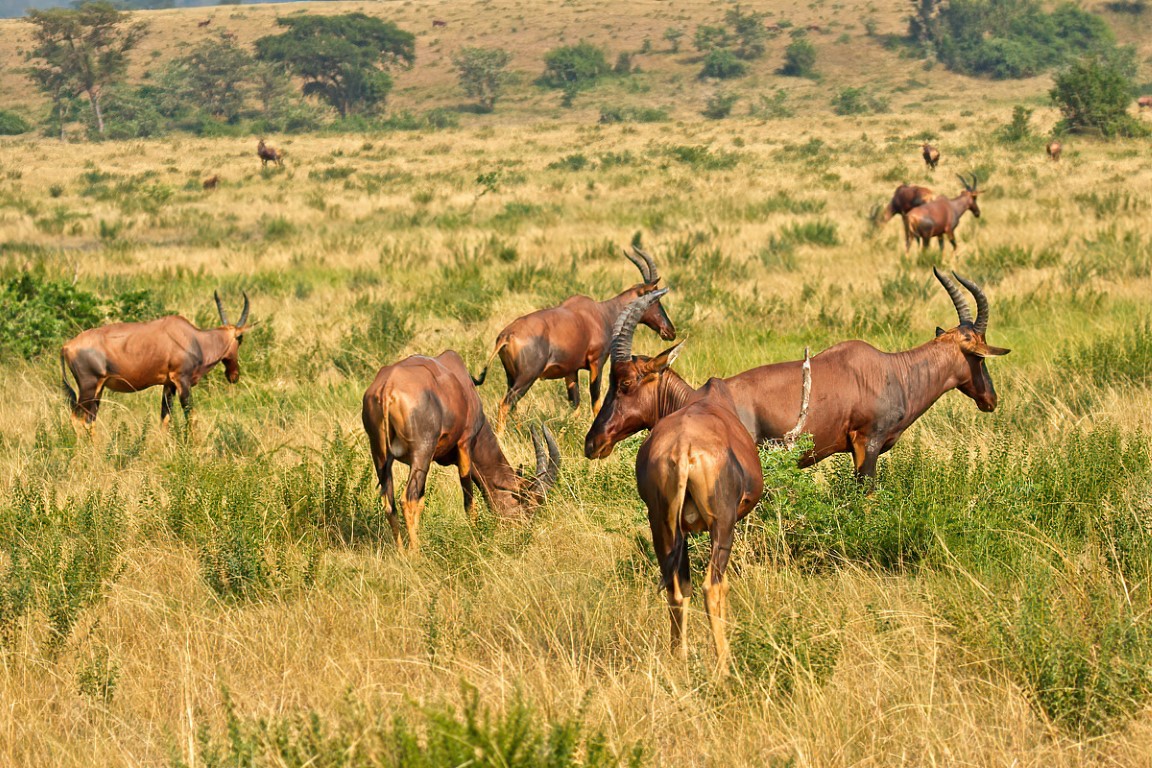 Topi's - Queen Elizabeth NP Ishasha-sector