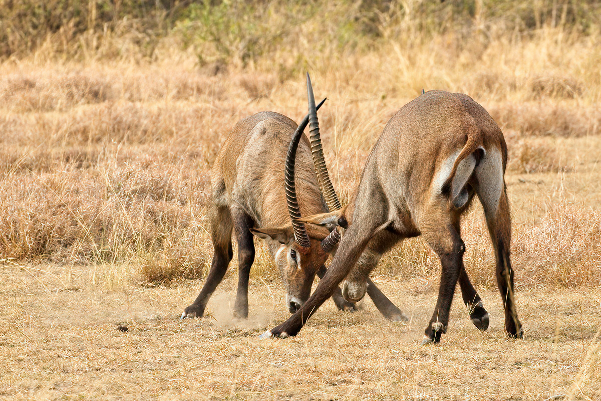 Vechtende defassa waterbokken - Queen Elizabeth NP