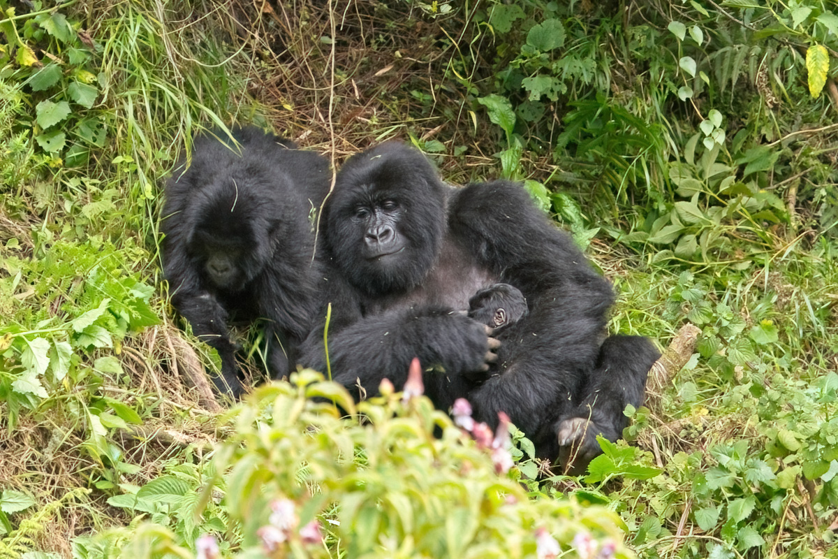 Virungagorilla met haar baby en ongeveer 3-jarig kind - Mgahinga Gorilla NP