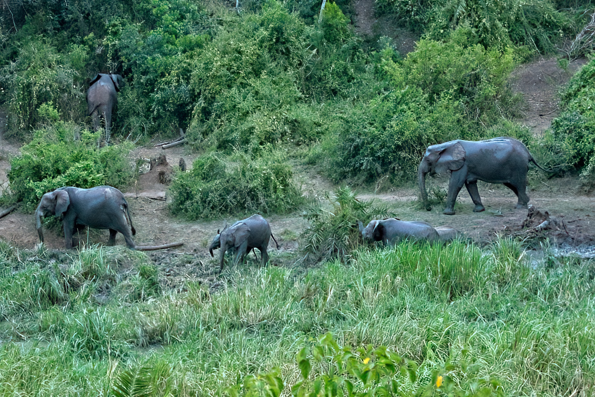 Vlakbij The Bush Lodge is een kleine inham van het Kazinga Channel. Hier zijn in de avond regelmatig savanneolifanten te zien.