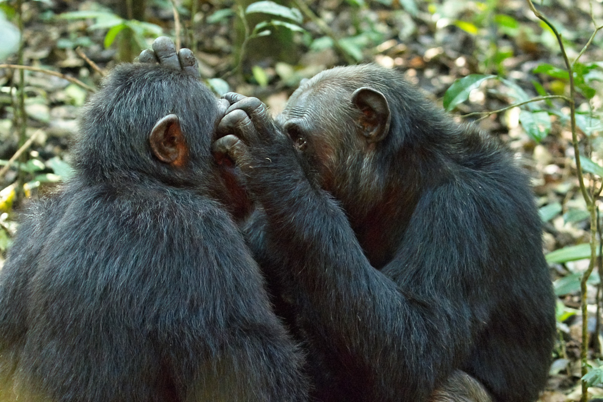 Vlooien versterkt de onderlinge band - Kibale NP