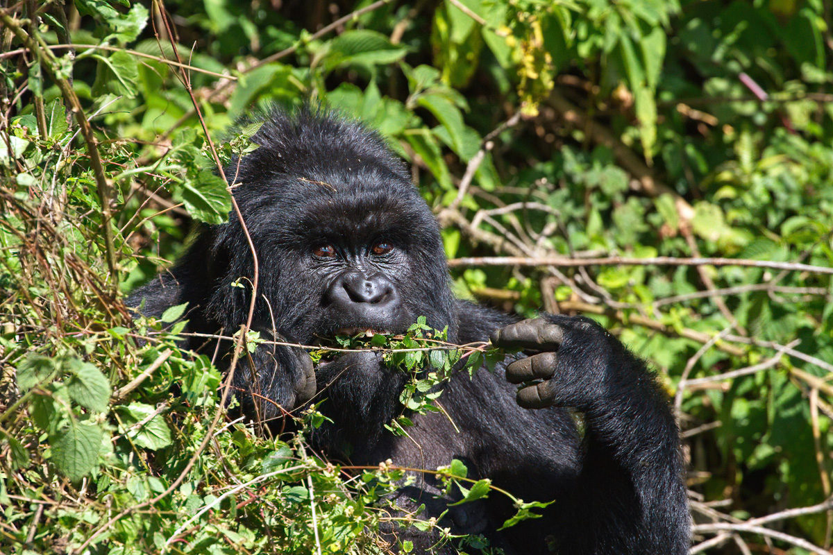 Volwassen Virungagorilla - Mgahinga Gorilla NP