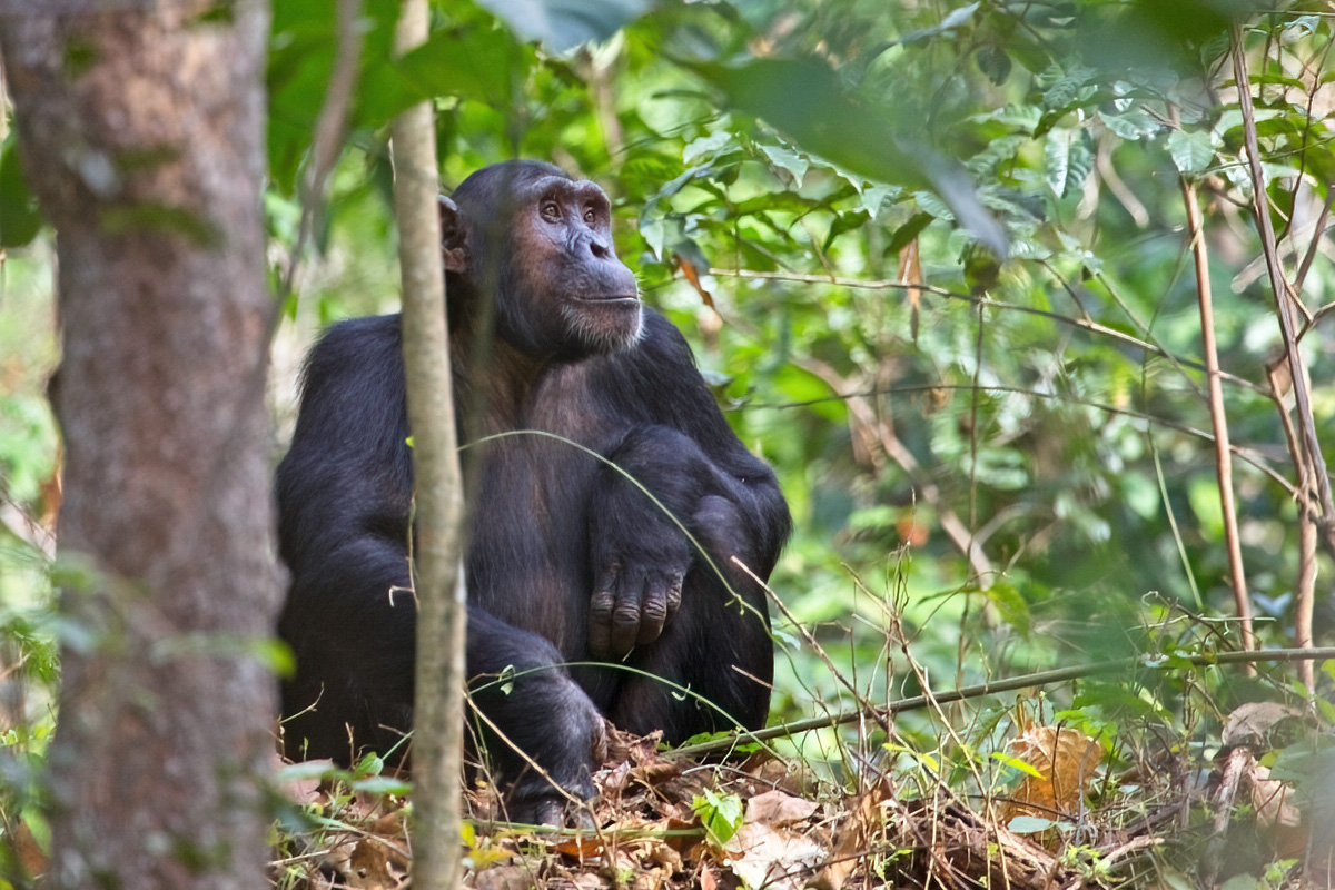 Volwassen chimpanseeman - Budongo FR.