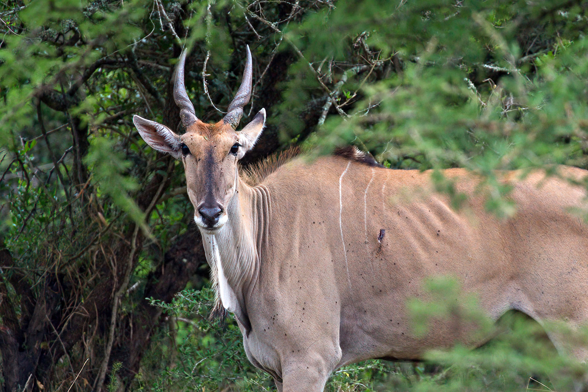 Vrouwelijke elandantilope - Lake Mburo NP