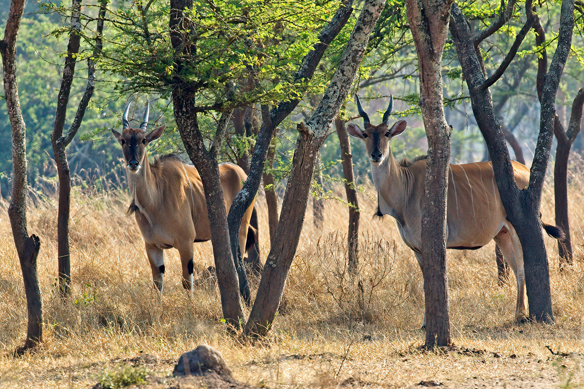 Vrouwelijke elandantilopen - Lake Mburo NP