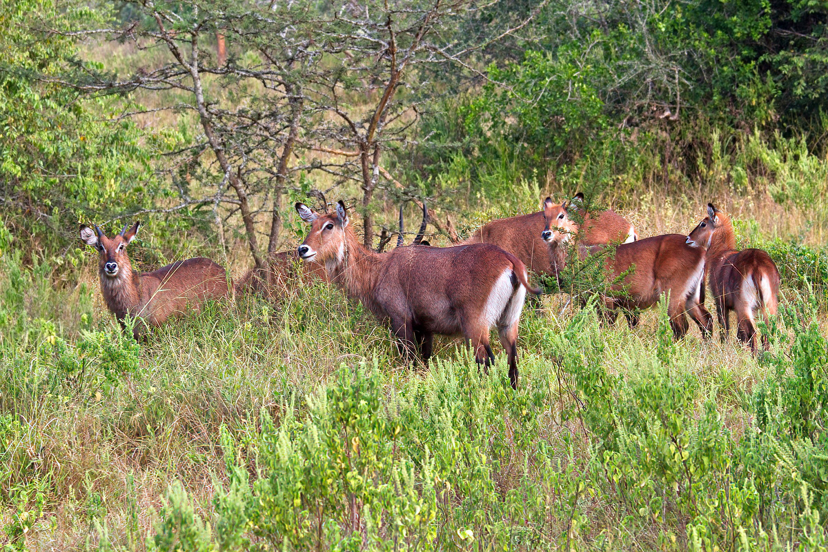 Vrouwelijke en jonge defassa waterbokken - Lake Mburo NP