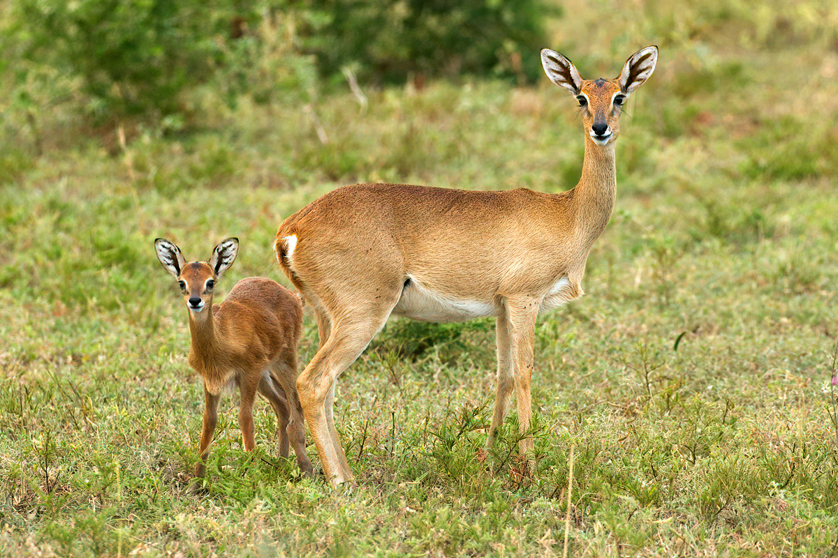 Vrouwelijke oribi met jong - Kidepo Valley NP