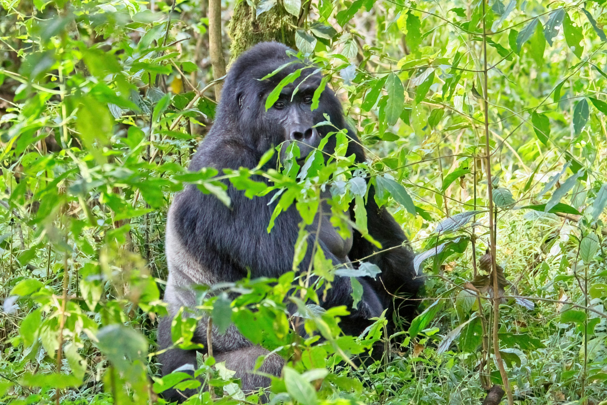 Zilverrug - Bwindi Impenetrable NP