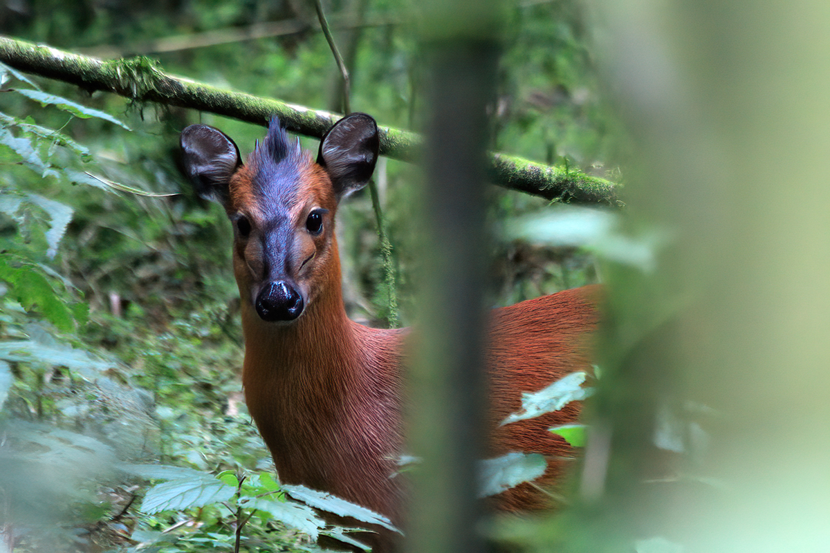 Zwartvoorhoofdduiker - Bwindi Impenetrable NP